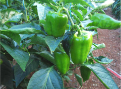 Dilber F1 Dolma Biber Fidesi