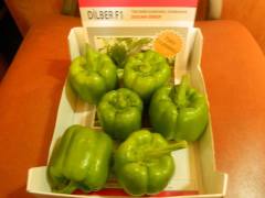 Dilber F1 Dolma Biber Fidesi