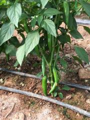 Barut F1 Jalapon Biber Fidesi