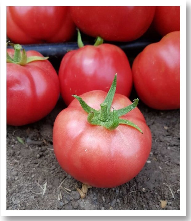 Ege Pembesi 50 Oturak Domates Tohumu