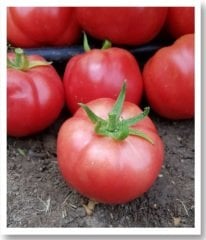 Ege Pembesi 50 Oturak Domates Tohumu