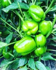 Ergenekon F1 Dolma Biber Fidesi