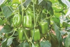 Armada F1 Dolma Biber Fidesi