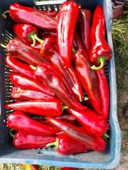 Seyhun F1 Kapya Biber Fidesi