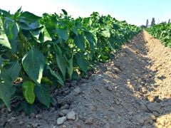 Seyhun F1 Kapya Biber Fidesi