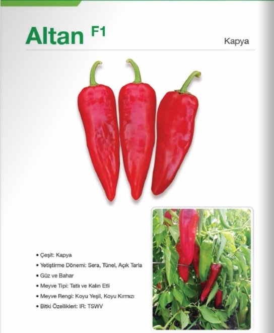 Kapya Biber Fidesi Altan F1