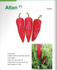 Kapya Biber Fidesi Altan F1