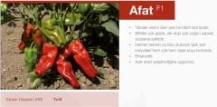 Afat F1 İsot (Urfa Tipi) Biber Fidesi