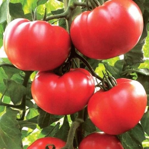 Grando F1 Beef Domates Fidesi