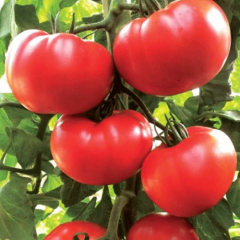 Grando F1 Beef Domates Fidesi