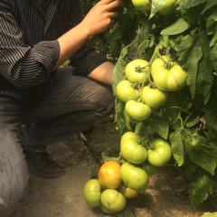 Grando F1 Beef Domates Fidesi