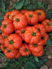 Bufalo F1 Beef Domates Fidesi