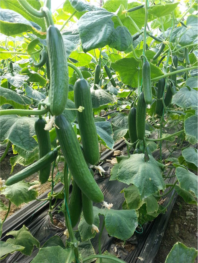 Cemre F1 Hıyar Fidesi