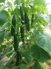 Cemre F1 Hıyar Fidesi