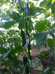 Cemre F1 Hıyar Fidesi