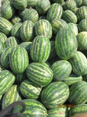 Aşılı Dizayn F1 Karpuz Fidesi