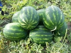 Aşılı Dizayn F1 Karpuz Fidesi