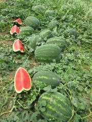 Aşılı Dizayn F1 Karpuz Fidesi