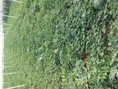 Aşılı Dizayn F1 Karpuz Fidesi