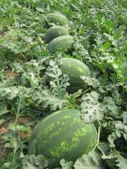 Aşılı Karpuz Fidesi Dizayn F1