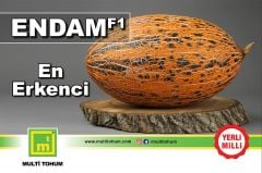 Endam F1 Kırkağaç Kavun Fidesi