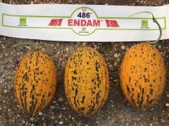 Endam F1 Kırkağaç Kavun Fidesi