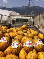 Endam F1 Kırkağaç Kavun Fidesi