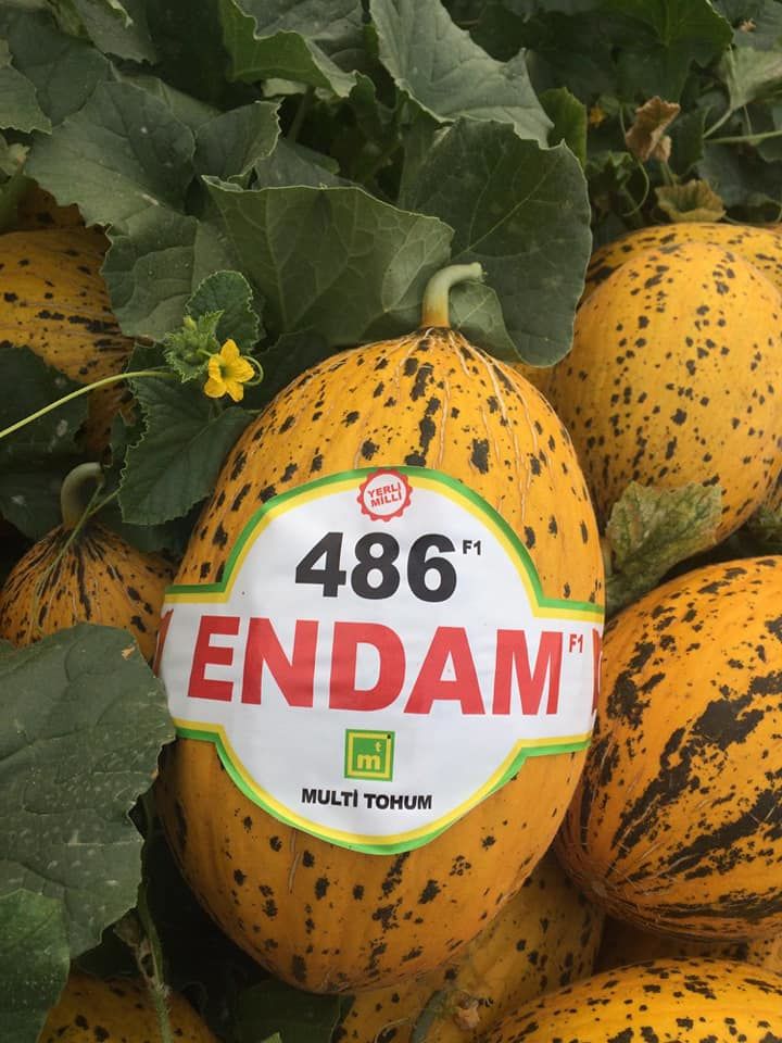 Endam F1 Kırkağaç Kavun Fidesi