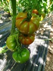 Maremagno F1 Köy Domates Fidesi