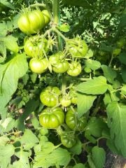 Maremagno F1 Köy Domates Fidesi