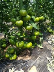 Maremagno F1 Köy Domates Fidesi