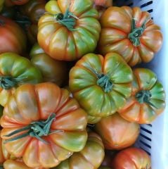 Maremagno F1 Köy Domates Fidesi