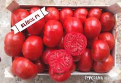 Elibol F1 Oturak Domates Fidesi