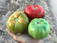 Elibol F1 Oturak Domates Fidesi