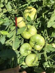 Elibol F1 Oturak Domates Fidesi