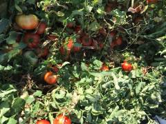 Elibol F1 Oturak Domates Fidesi