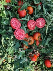 Elibol F1 Oturak Domates Fidesi