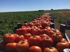 Doğuş F1 Oturak Domates Fidesi