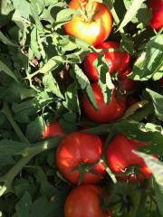 Doğuş F1 Oturak Domates Fidesi