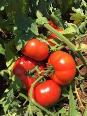 Doğuş F1 Oturak Domates Fidesi