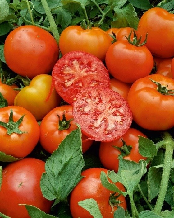 Doğuş F1 Oturak Domates Fidesi