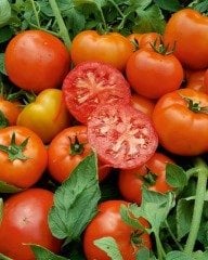 Doğuş F1 Oturak Domates Fidesi