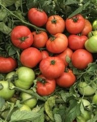 Farba F1 Oturak Domates Fidesi