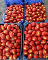 Kross F1 Salçalık Domates Fidesi