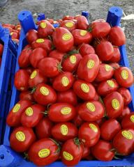 Kross F1 Salçalık Domates Fidesi