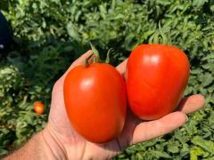 Kross F1 Salçalık Domates Fidesi