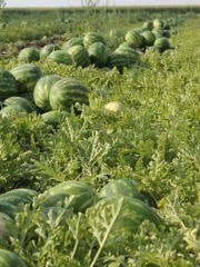 Karpuz Fidesi Ala  Joker F1