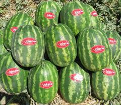 Karpuz Fidesi Ala  Joker F1