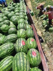 Aşılı Karpuz Fidesi Joker F1