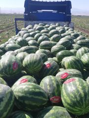 Aşılı Karpuz Fidesi Joker F1